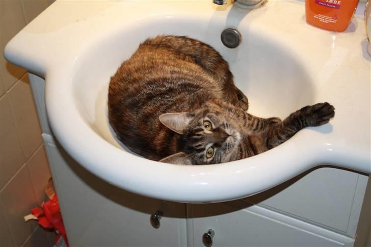 Blanding af racer Bella - Man ligger bare sååå godt i håndvasken også virker det osse fint som wc..men det er far vist ikke så glad for.. billede 15