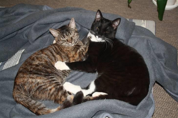 Blanding af racer Bella - Mig og min bror Oskar putter billede 17