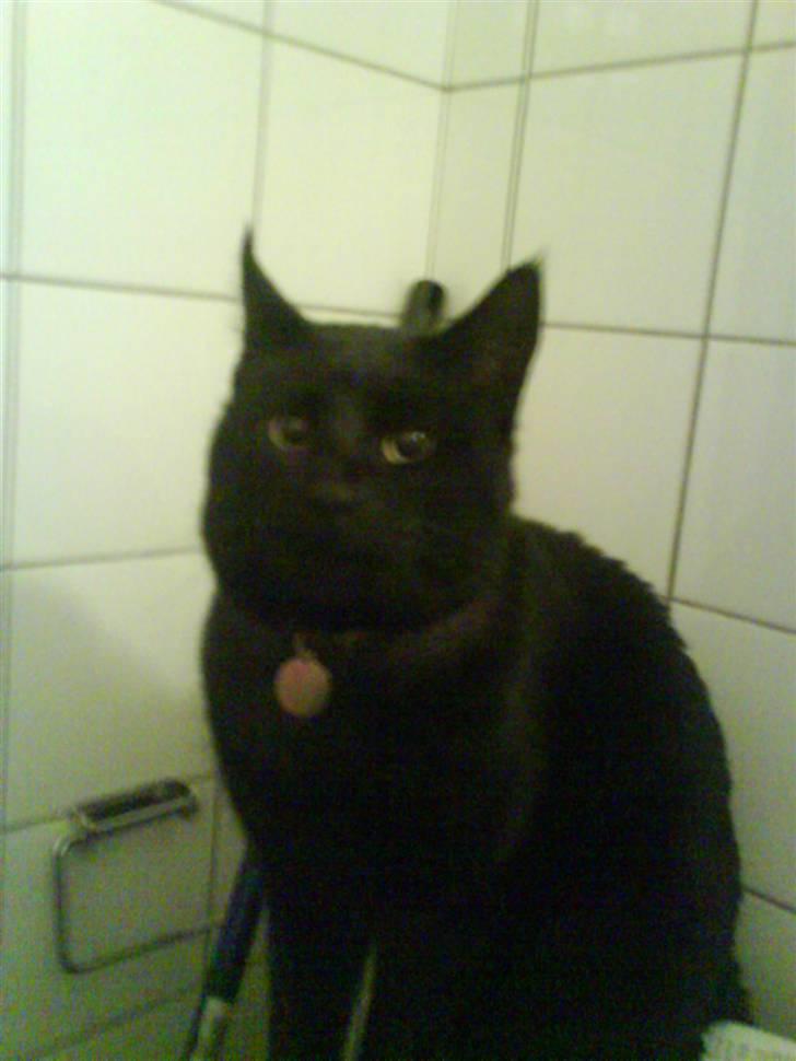 Blanding af racer Tyksak billede 2