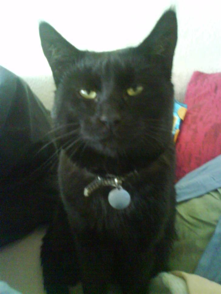 Blanding af racer Tyksak billede 3