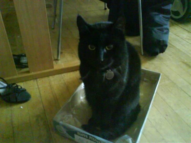 Blanding af racer Tyksak billede 4