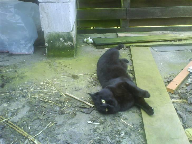 Blanding af racer Tyksak billede 5