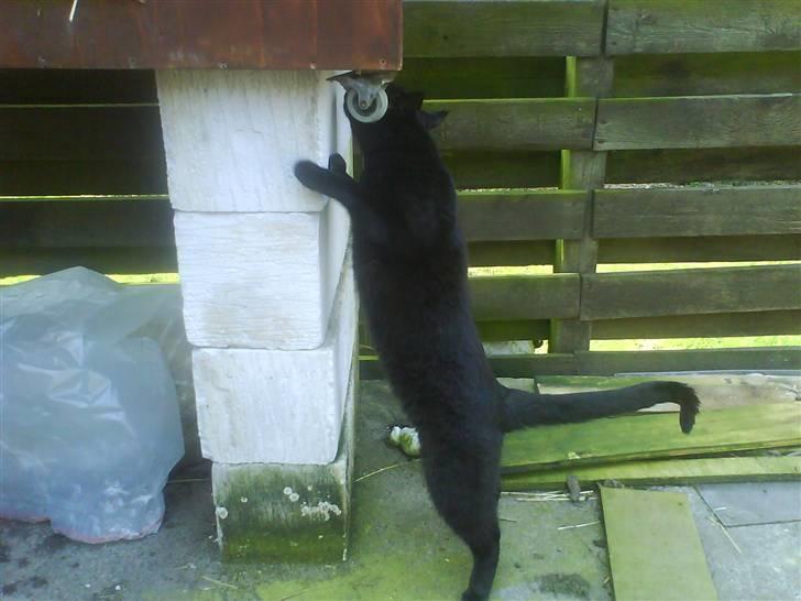 Blanding af racer Tyksak billede 6