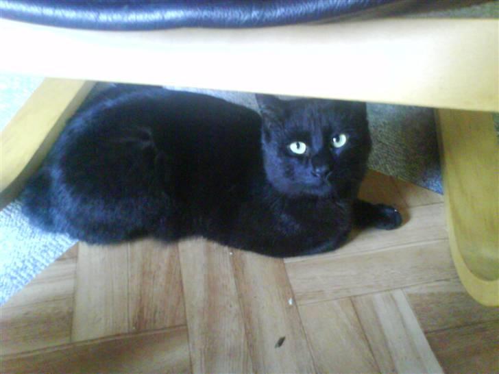 Blanding af racer Tyksak billede 7