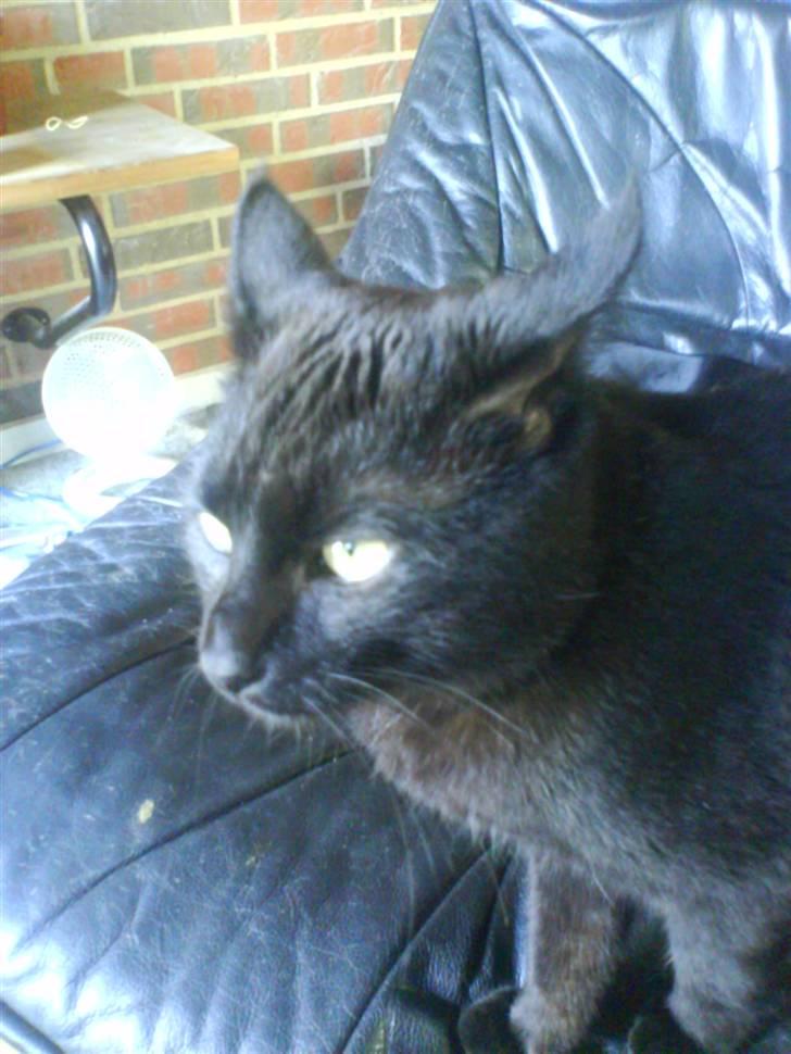 Blanding af racer Tyksak billede 8