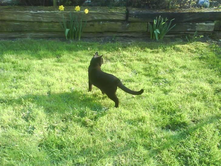 Blanding af racer Tyksak billede 9