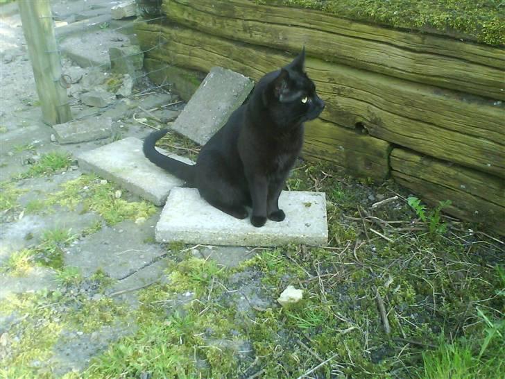 Blanding af racer Tyksak billede 10