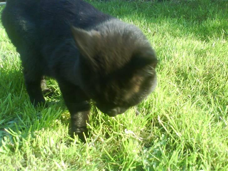 Blanding af racer Tyksak billede 12