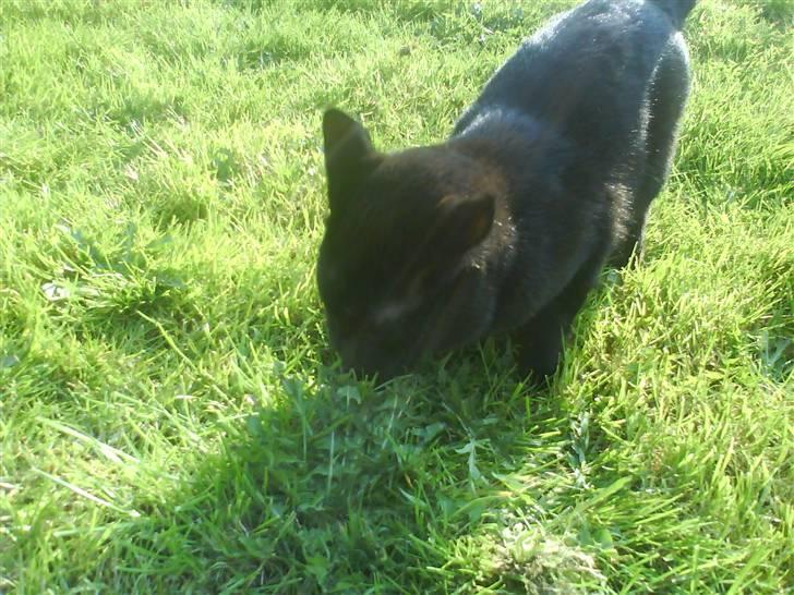 Blanding af racer Tyksak billede 13