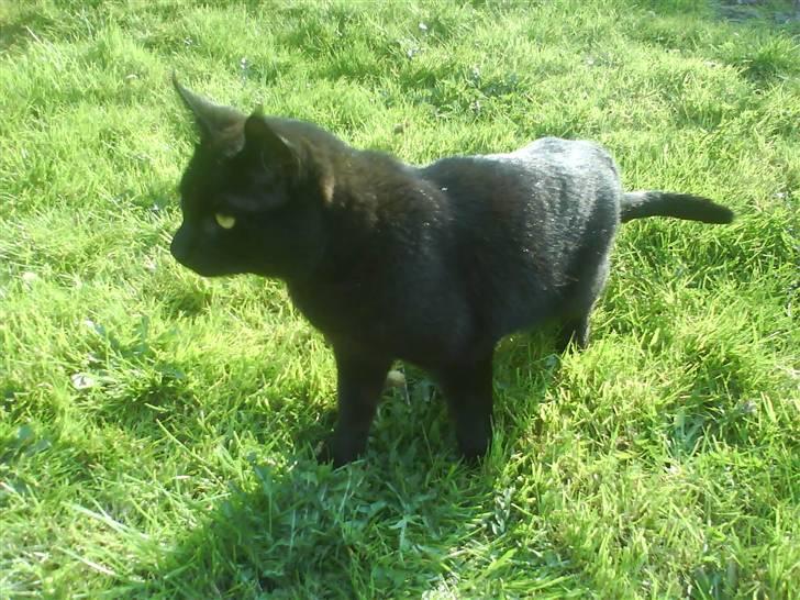 Blanding af racer Tyksak billede 14