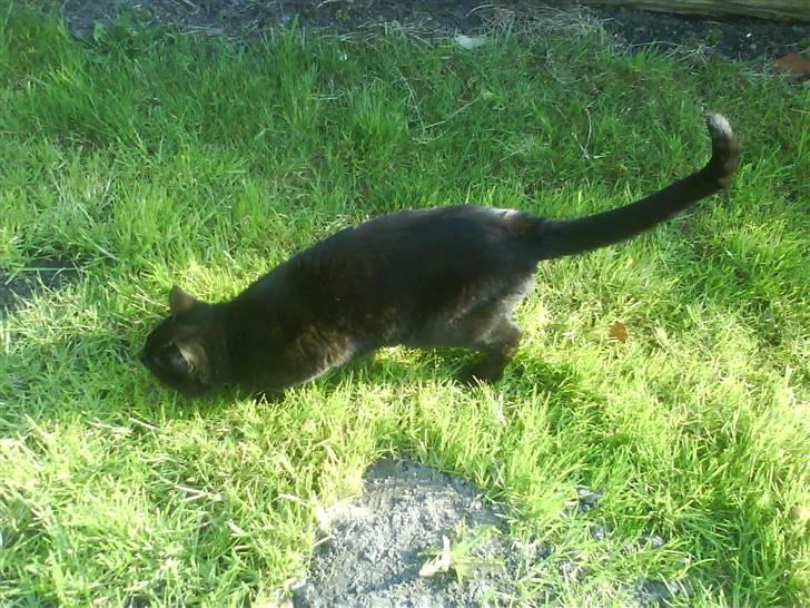 Blanding af racer Tyksak billede 15