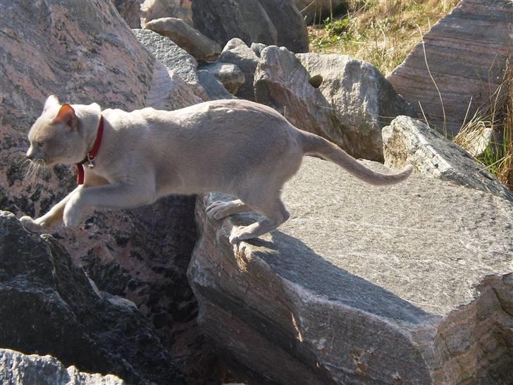 Burmeser CH Jacotar's Charlie (DK) - Charlie leker kenguru billede 9