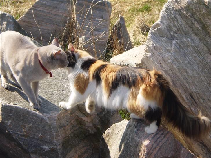 Burmeser CH Jacotar's Charlie (DK) - Quila og Charlie koooser :) billede 10