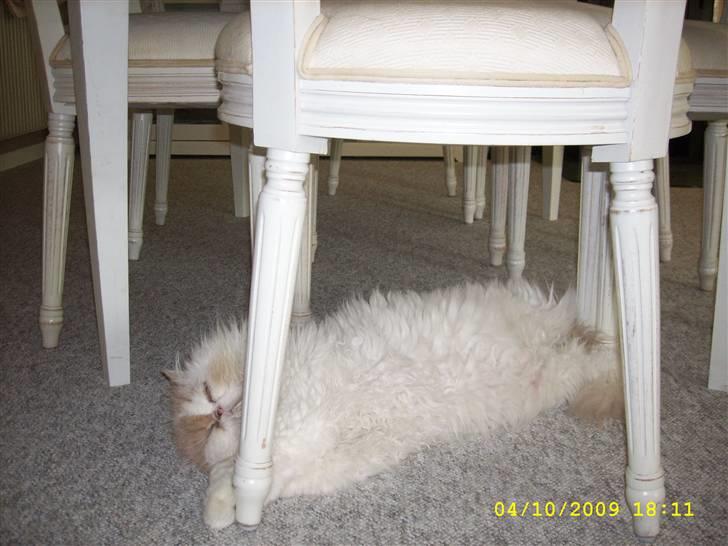 Perser Skatmans Salaso - Salaso er gået under bordet..Hihi billede 13