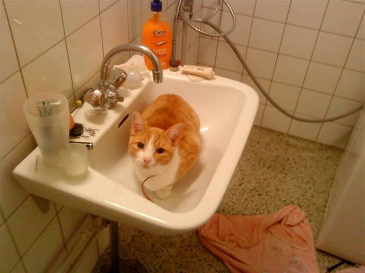 Huskat Mille >>Selvhenter<< billede 1