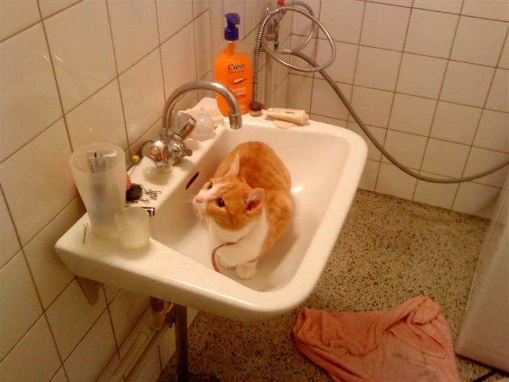 Huskat Mille >>Selvhenter<< billede 2