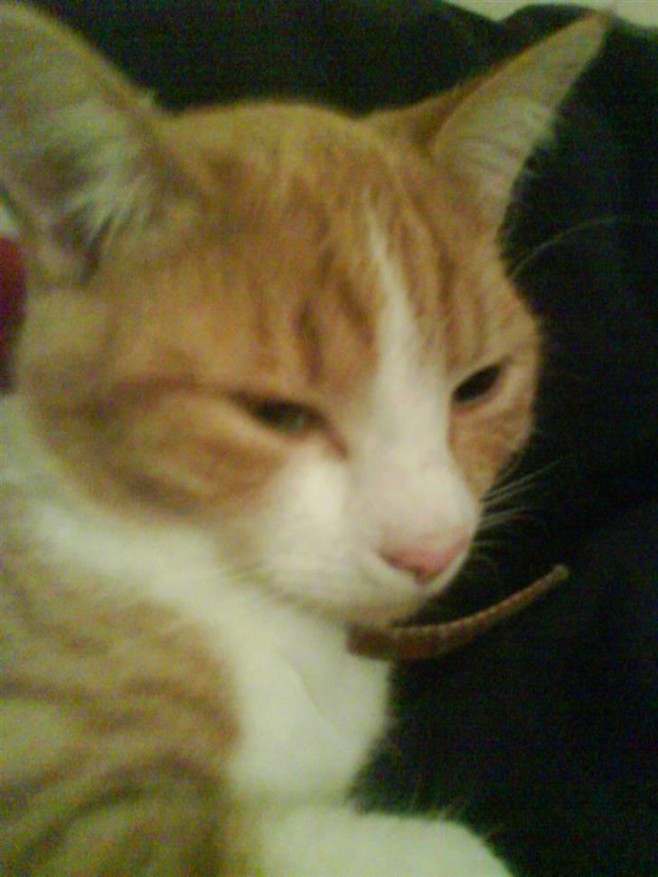 Huskat Mille >>Selvhenter<< billede 3