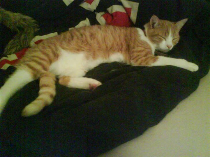 Huskat Mille >>Selvhenter<< billede 4