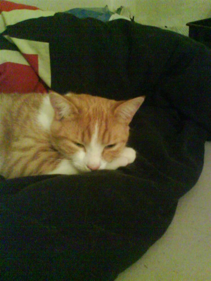 Huskat Mille >>Selvhenter<< billede 5