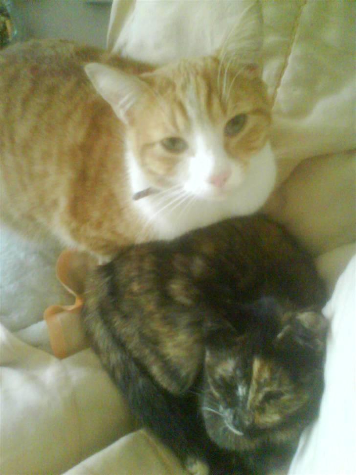 Huskat Mille >>Selvhenter<< - Den røde og sorte er en killing fra 1. kuld billede 6