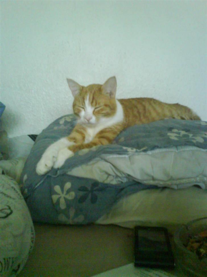 Huskat Mille >>Selvhenter<< billede 7