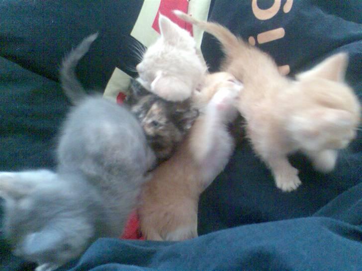 Huskat Mille >>Selvhenter<< - Mille´s 1. kuld killinger billede 8