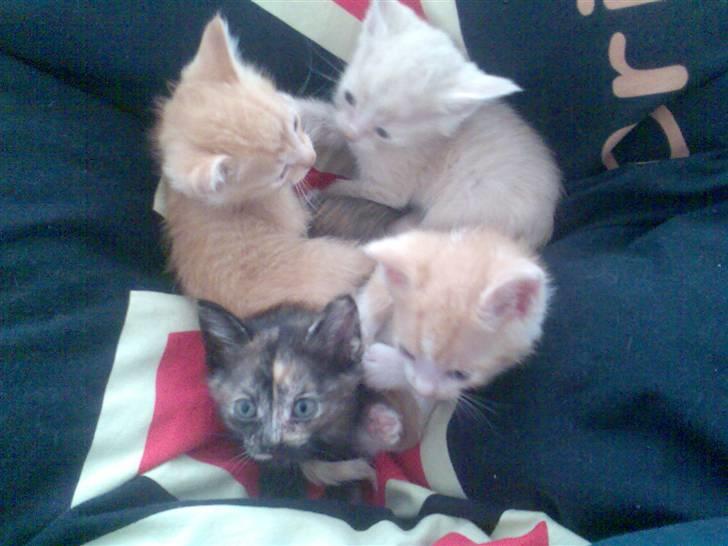 Huskat Mille >>Selvhenter<< - Mille´s 1. kuld killinger billede 9