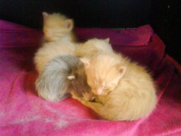 Huskat Mille >>Selvhenter<< - Mille´s 2. kuld killinger billede 10