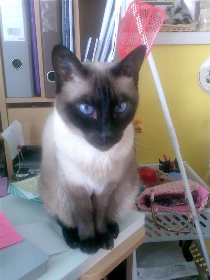 Siameser Plet - Hej - velkommen til min profil billede 1