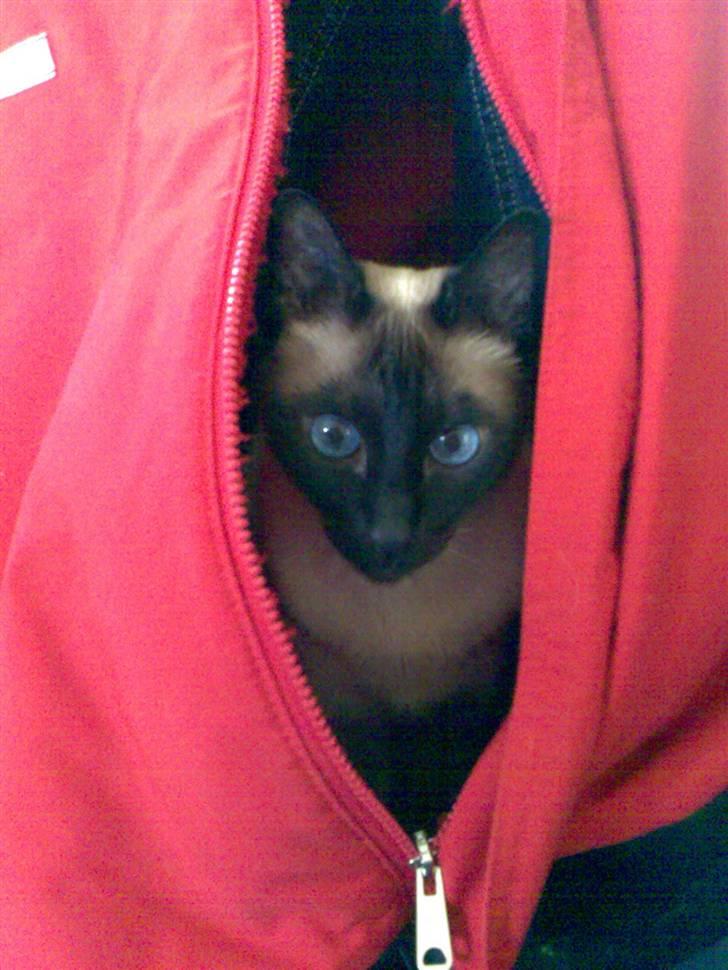 Siameser Plet - Jeg gemmer mig i mors pose billede 2