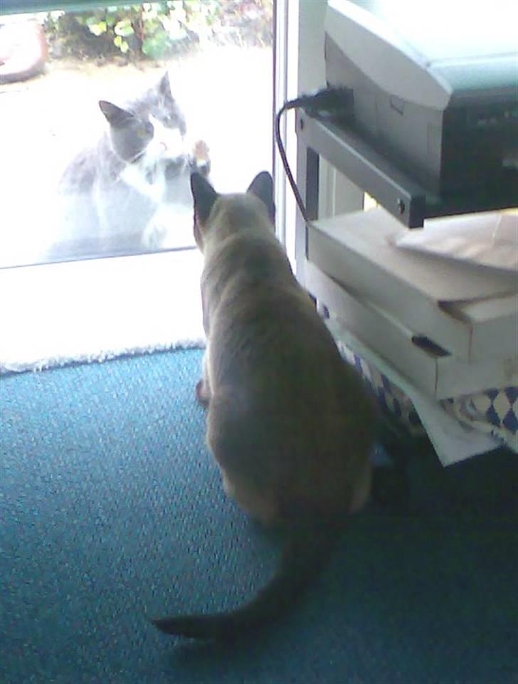 Siameser Plet - Halløjsa, hvem er du så ?? billede 3