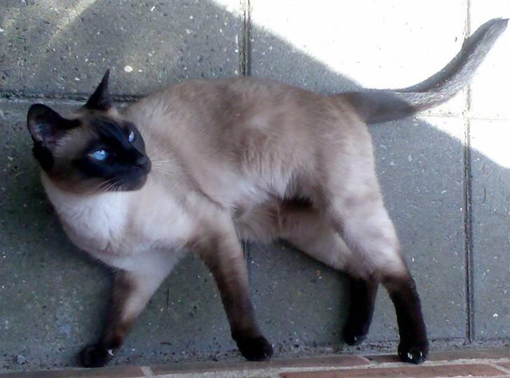 Siameser Plet - aaahhh hvor er det dejligt at ligge på de kolde fliser i skyggen når der er varmt billede 4