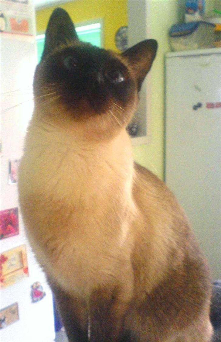 Siameser Plet - Er det en godbid du har i hånden ? billede 5