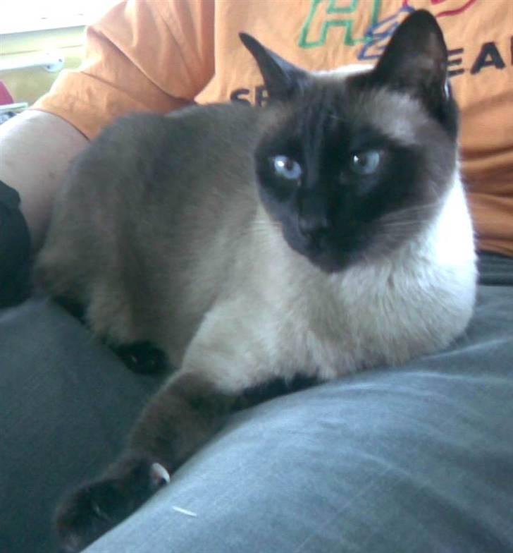 Siameser Plet - Mors ben - det bedste sted at ligge - nogen skal jo passe på hende billede 6