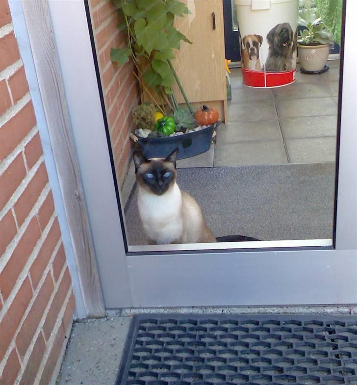 Siameser Plet - HALLLOOOO - luk mig ind dame !!!! billede 7
