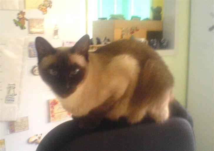 Siameser Plet - Nu er jeg mobil, uden selv at skulle bevæge en pote... Op på mors kørestol billede 8