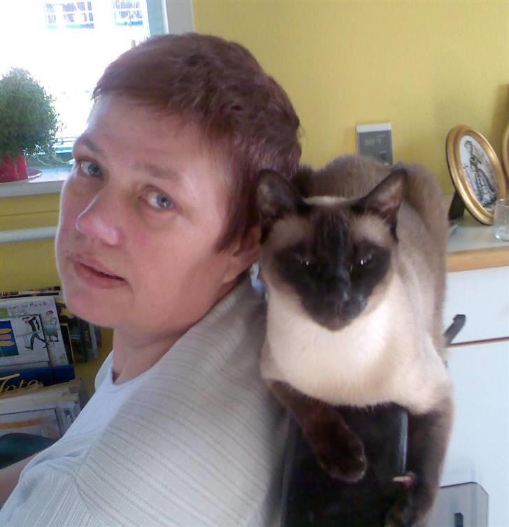 Siameser Plet - Er vi ikke søde ?? billede 9