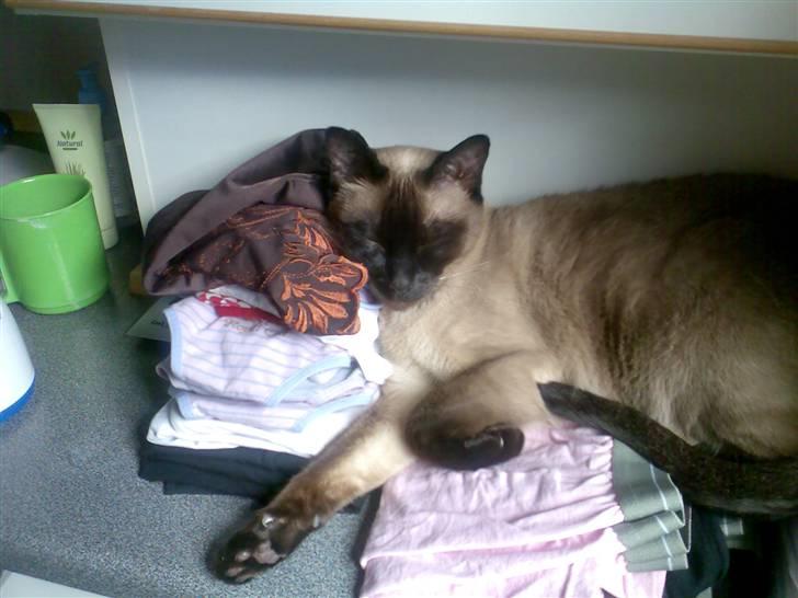 Siameser Plet - Når man er træt, så er alle steder gode at sove... Her på badeværeslet billede 10