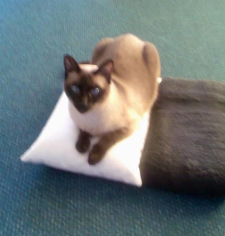 Siameser Plet - Pude midt i stuen ?? Tjah, hvorfor ikke billede 11