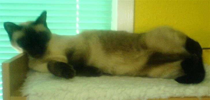 Siameser Plet - Fra mors computerreol, kan jeg bese hele stuen  billede 12