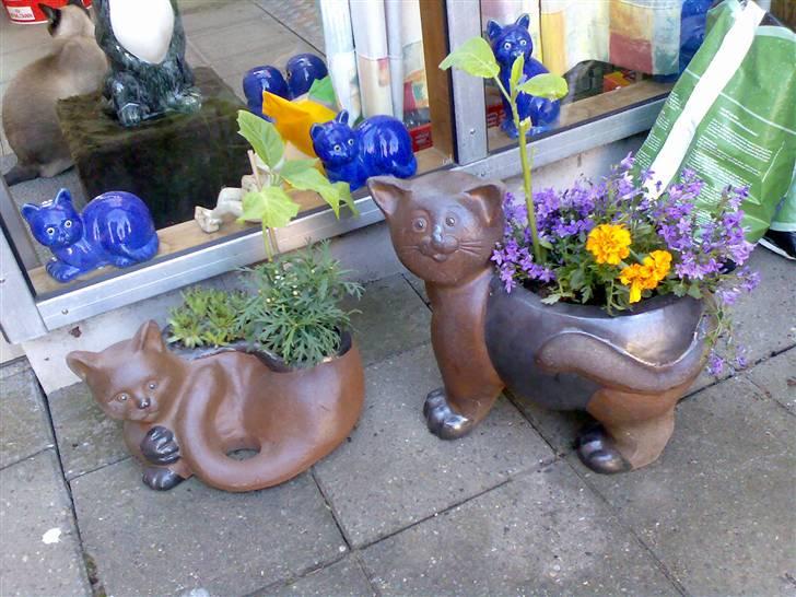 Siameser Plet - Find katten ! haha billede 13