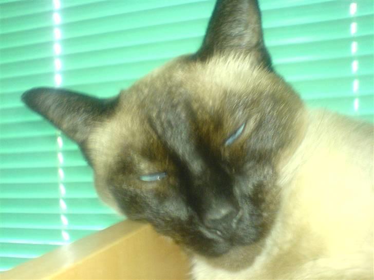 Siameser Plet - ZZZZZZZZZZZzzzzzzzzzzzzzzzzzzzzzzzzzzzzzzzz billede 14