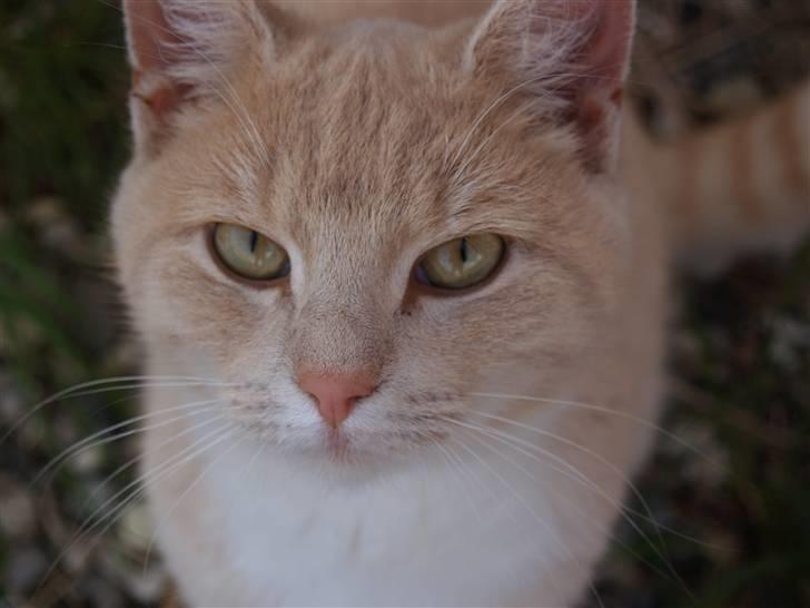 Huskat Cookie - Heey miin billede 15