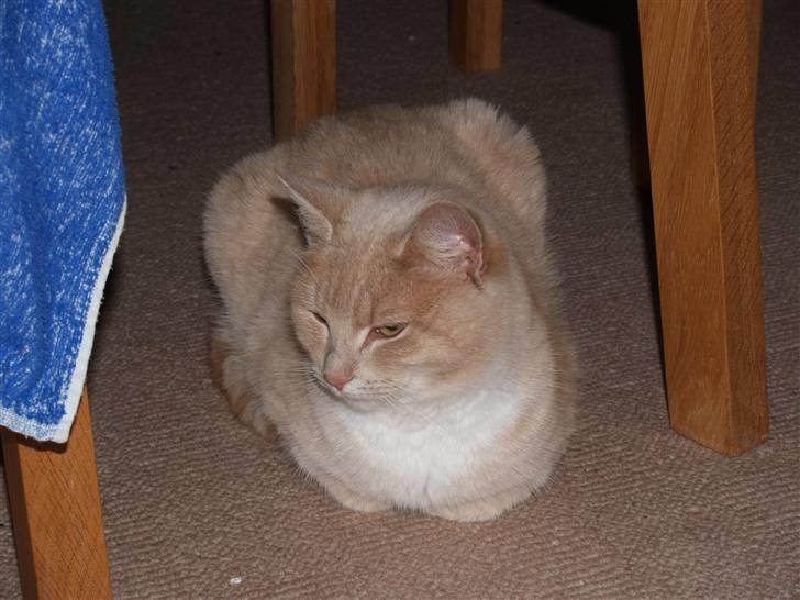 Huskat Cookie - <3 billede 16