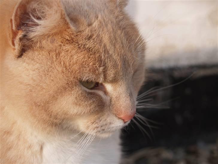 Huskat Cookie - Hihi misse billede 17