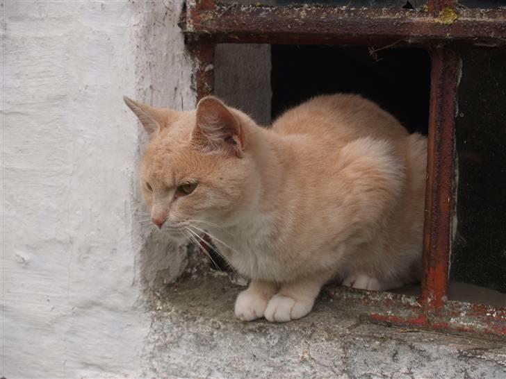 Huskat Cookie - Hihi søde lille misse <3 billede 18