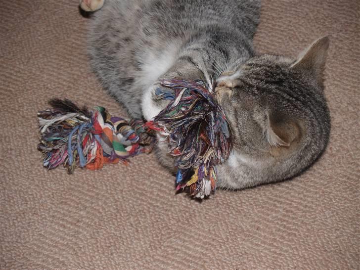 Huskat Giig *VÆK* - <3 billede 16