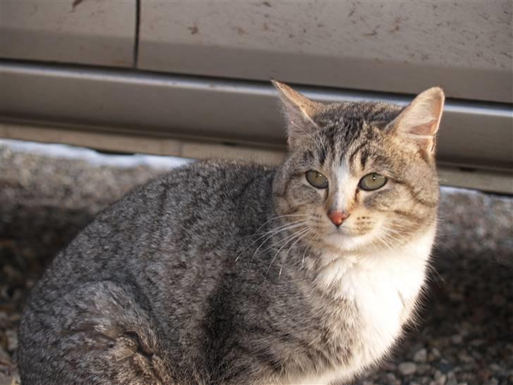 Huskat Giig *VÆK* - Hva så Misse billede 17