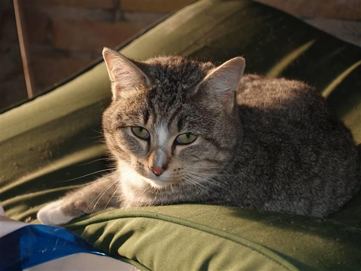 Huskat Giig *VÆK* - ;* billede 18