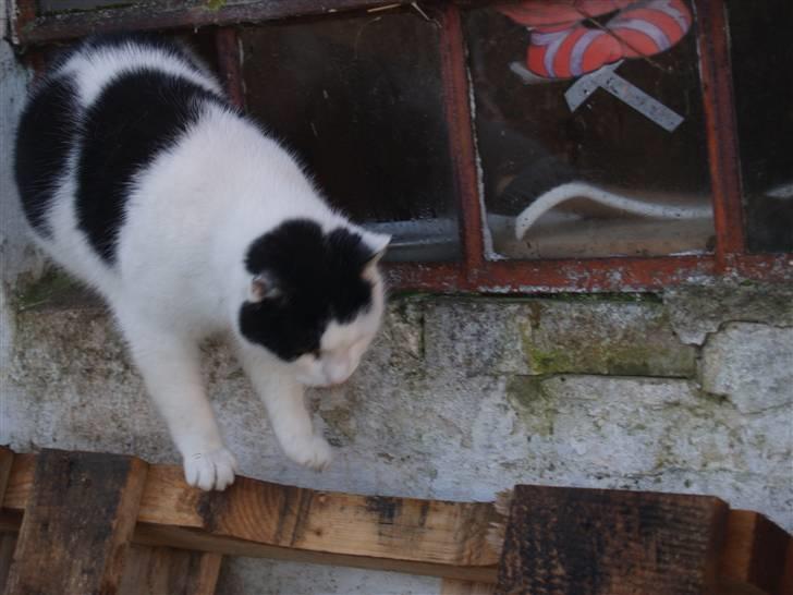 Huskat Flika - :D billede 19